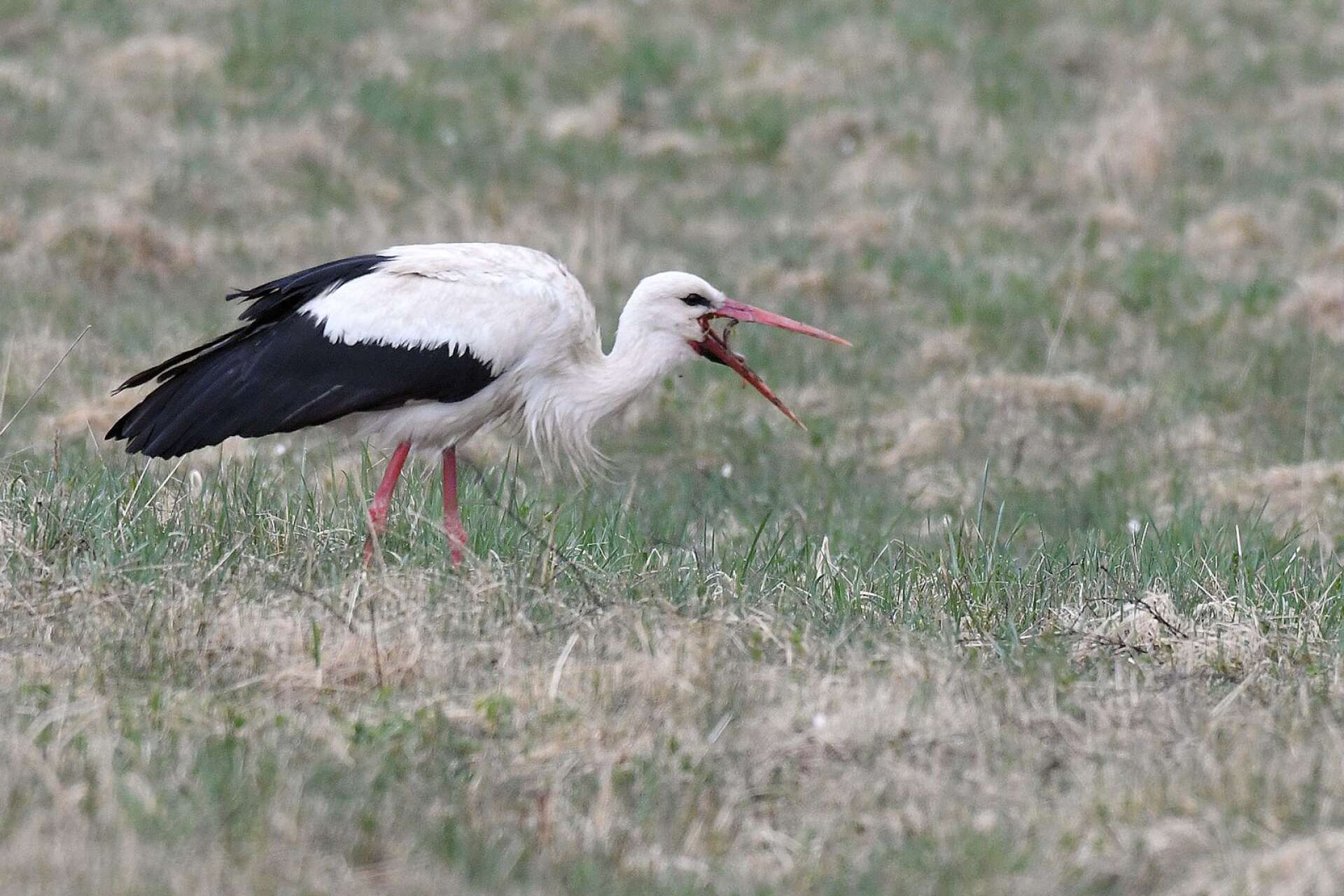Storken passade på att äta. Kent-Åke Gustavsson som tog bilden tror att det är en ödla den fångat, och mumsar i sig.