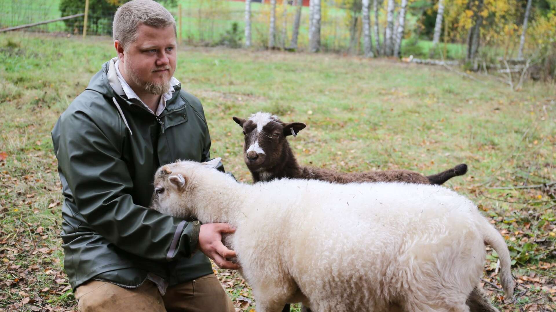 ”De är väldigt sociala. De gillar när man gosar med dem” säger Viktor Jansson om det senaste tillskottet på deras gård i Finnebäck, fyra Värmlandsfår.
