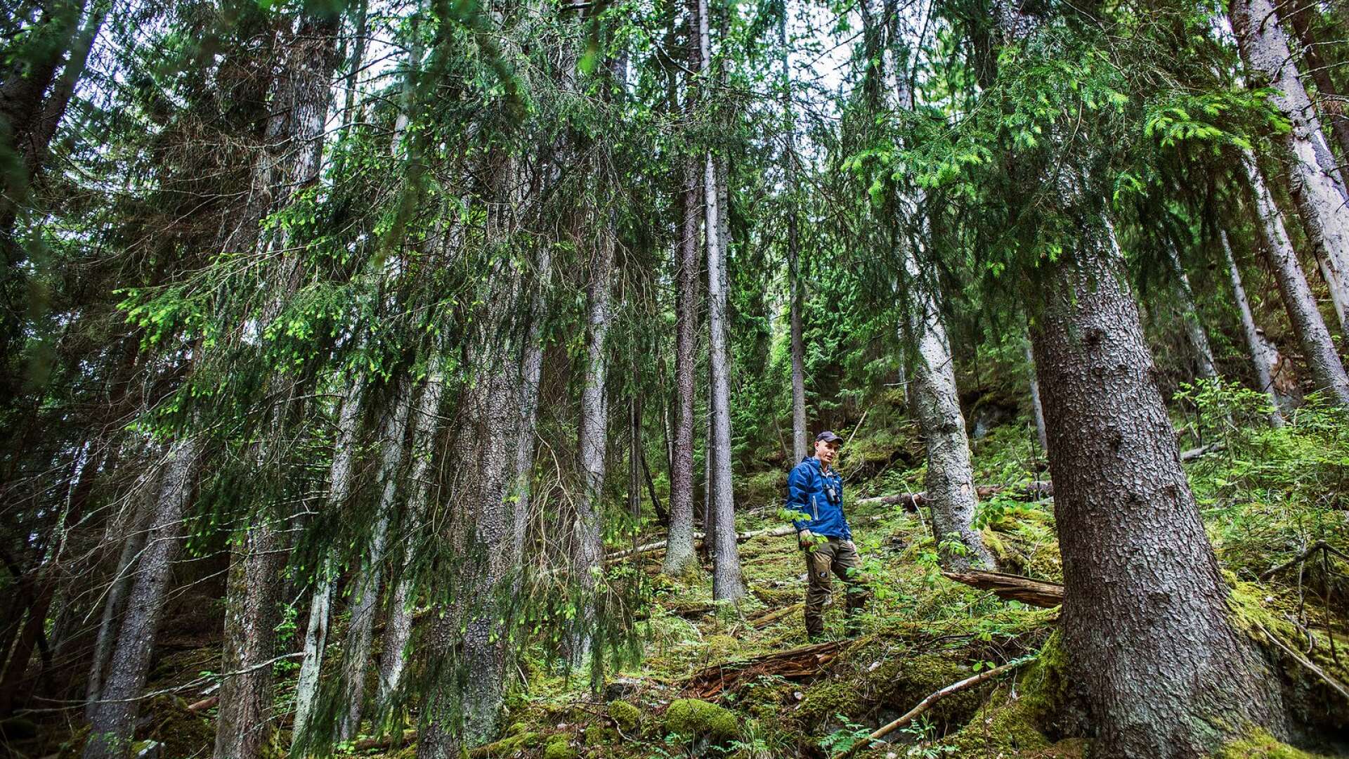Naturskog med höga granar är ett av grundsyftena för Torsbergets naturreservat som Fredrik Wilde visar oss runt i.