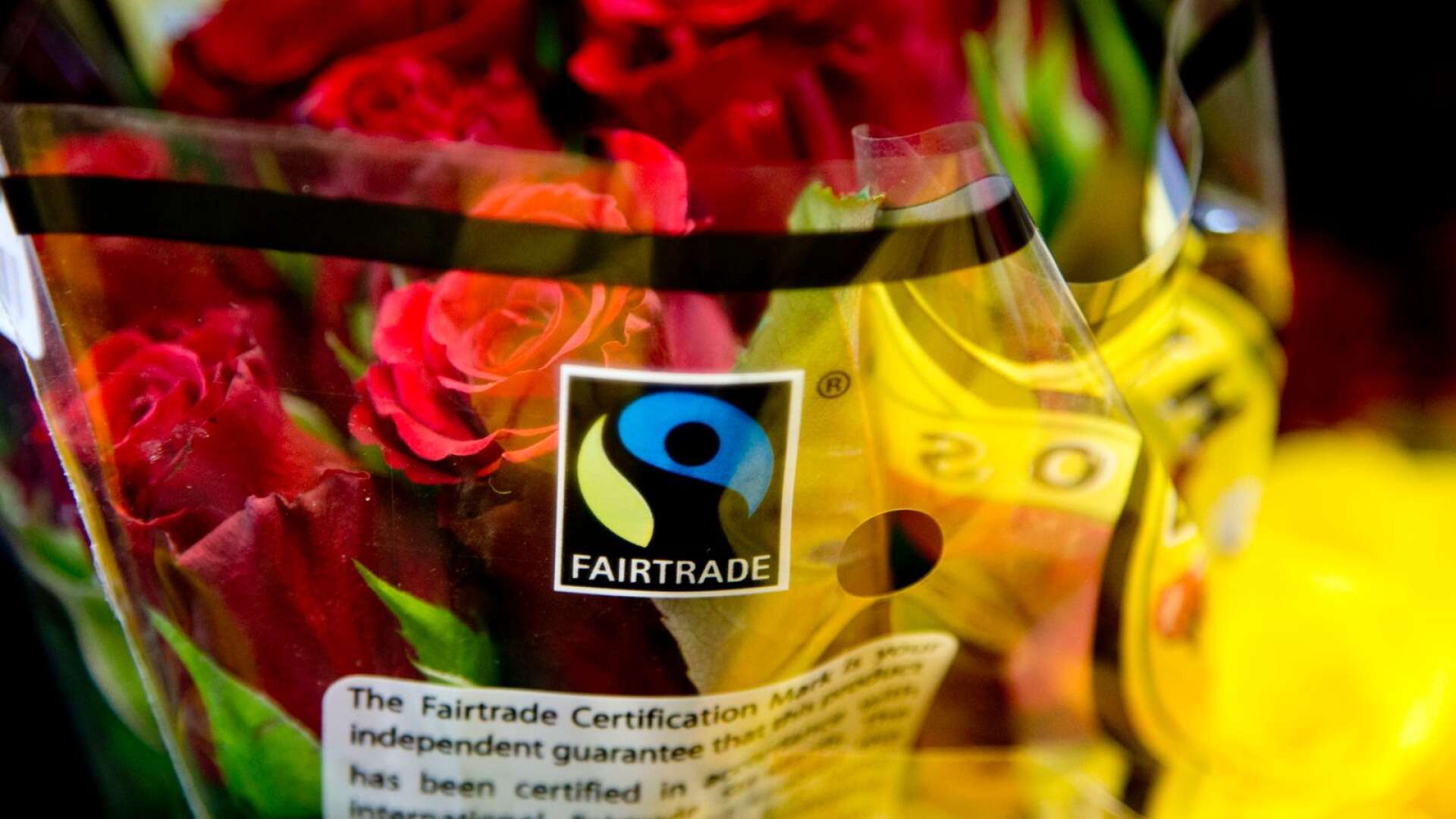Politiker som är fullt medvetna om vilken skada den fackliga agendan gör för exempelvis arbetslösa, hör Fairtrade tala om sina produkter som ”rättvist handlade” och istället för att ifrågasätta det, köper man det, skriver Blanche Sande. Foto Adam Ihse/TT