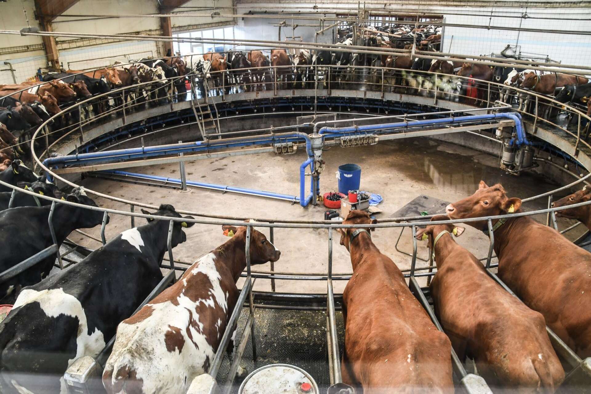 Av gårdens 1350 kor mjölkar ungefär 1150, och får då förmånen att åka karusell. 