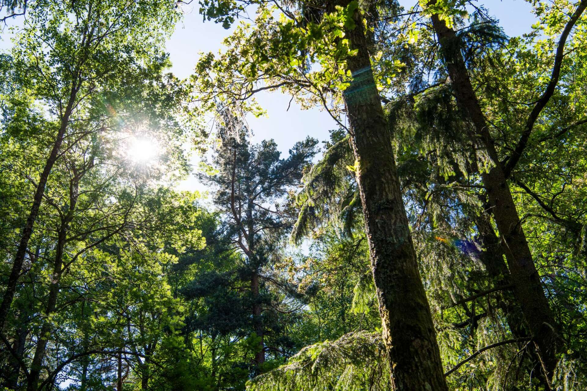 Skogen är en puls i vårt område, men det saknas en plattforn där forskning och utveckling kan utbytas. Gröna Klustret Nuntorp jobbar på att bilda en sådan utvecklingsarena som förhoppningsvis kommer i gång till hösten. 