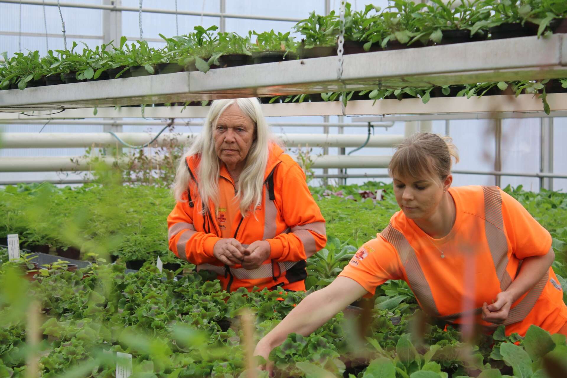 Lena Ekberg och Madelene Elgtberg jobbar i kommunens växthus.