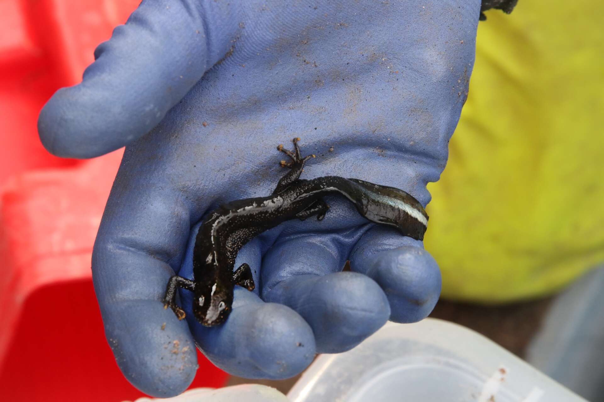 När det hittades rödlistade vattensalamandrar vid Korstorp blev lösningen att gräva nya dammar åt kräldjuren. Nu har flera tusen ödlor fått ett nytt hem.