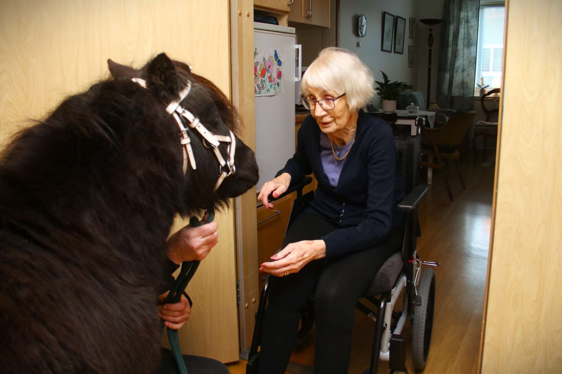 Det är inte ofta en ponny knackar på hemma hos Gun-Britt Hall på Åmålsgården, men i lördags hände det. ”Vad fin han är”, sa hon till ponnyns ägare Gunilla Hägg. 