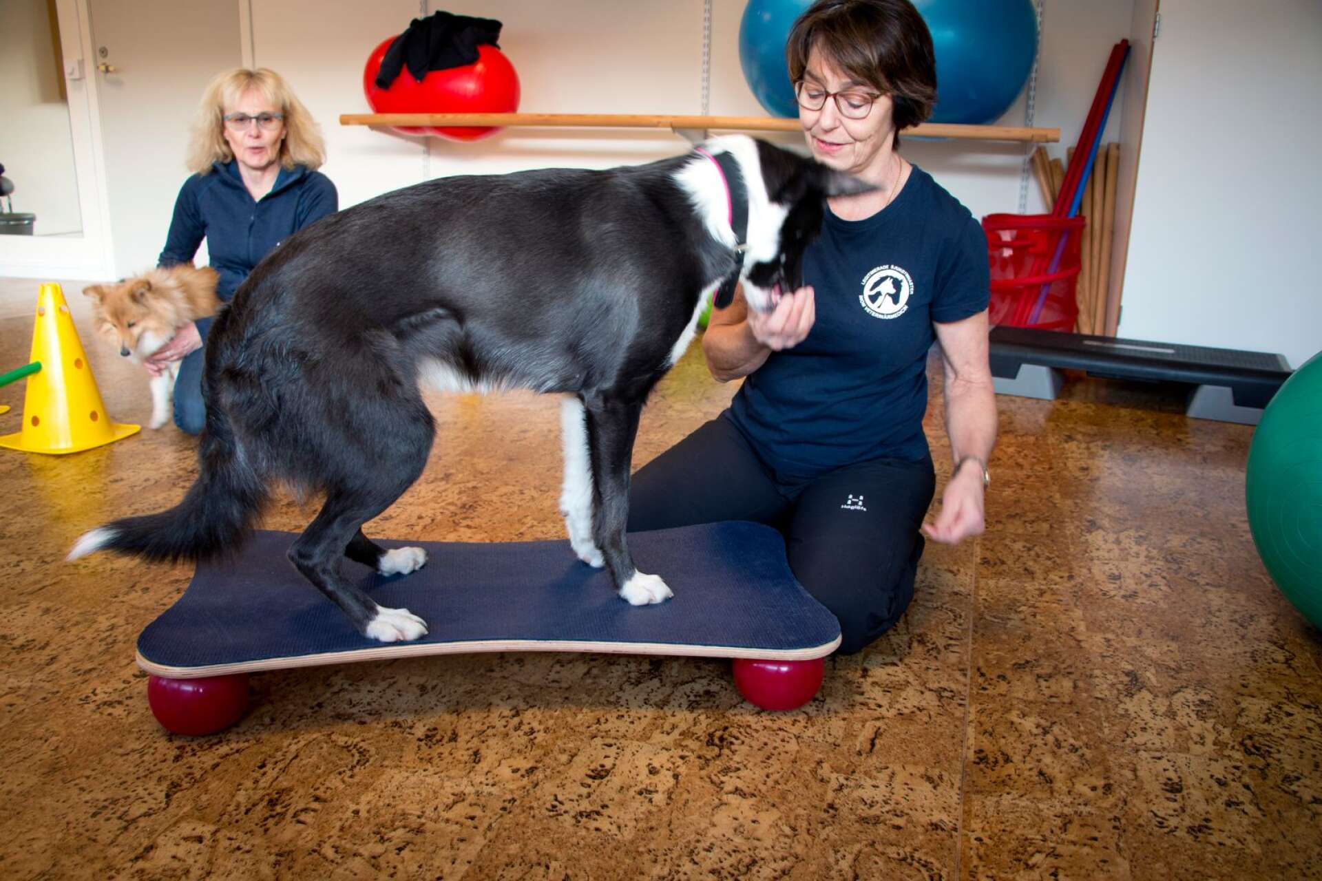 I bakgrunden syns Nancy och Antons ägare Anita Axelsson som brukar ta med sina hundar till gymmet för att träna i förebyggande syfte.