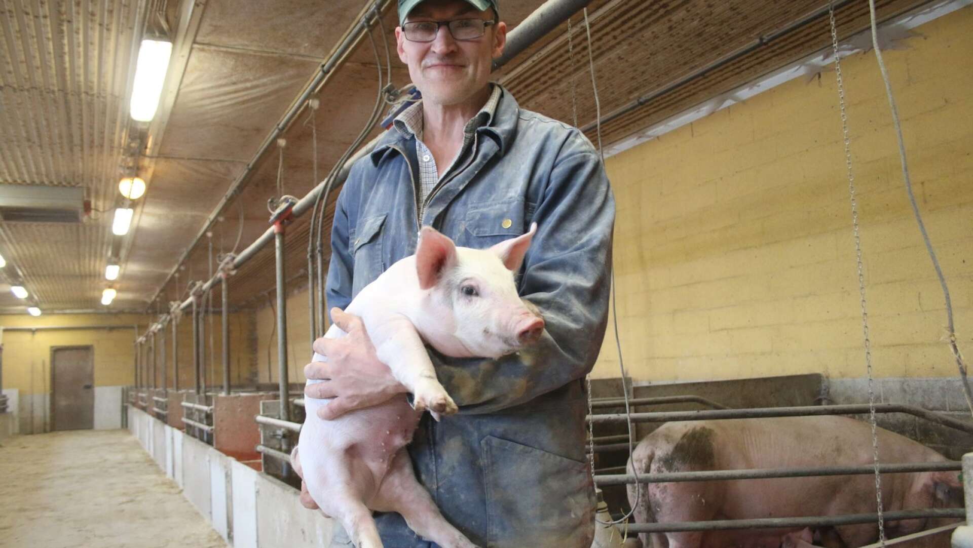 Sven Callenberg föder upp grisar i Åmål.



   