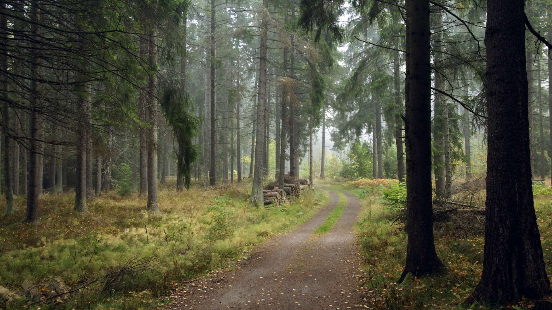 Skogen stärker kommunens ekonomi.