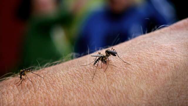 I somras fick kommunen rapporter om stora mängder mygg i flera stadsdelar.
