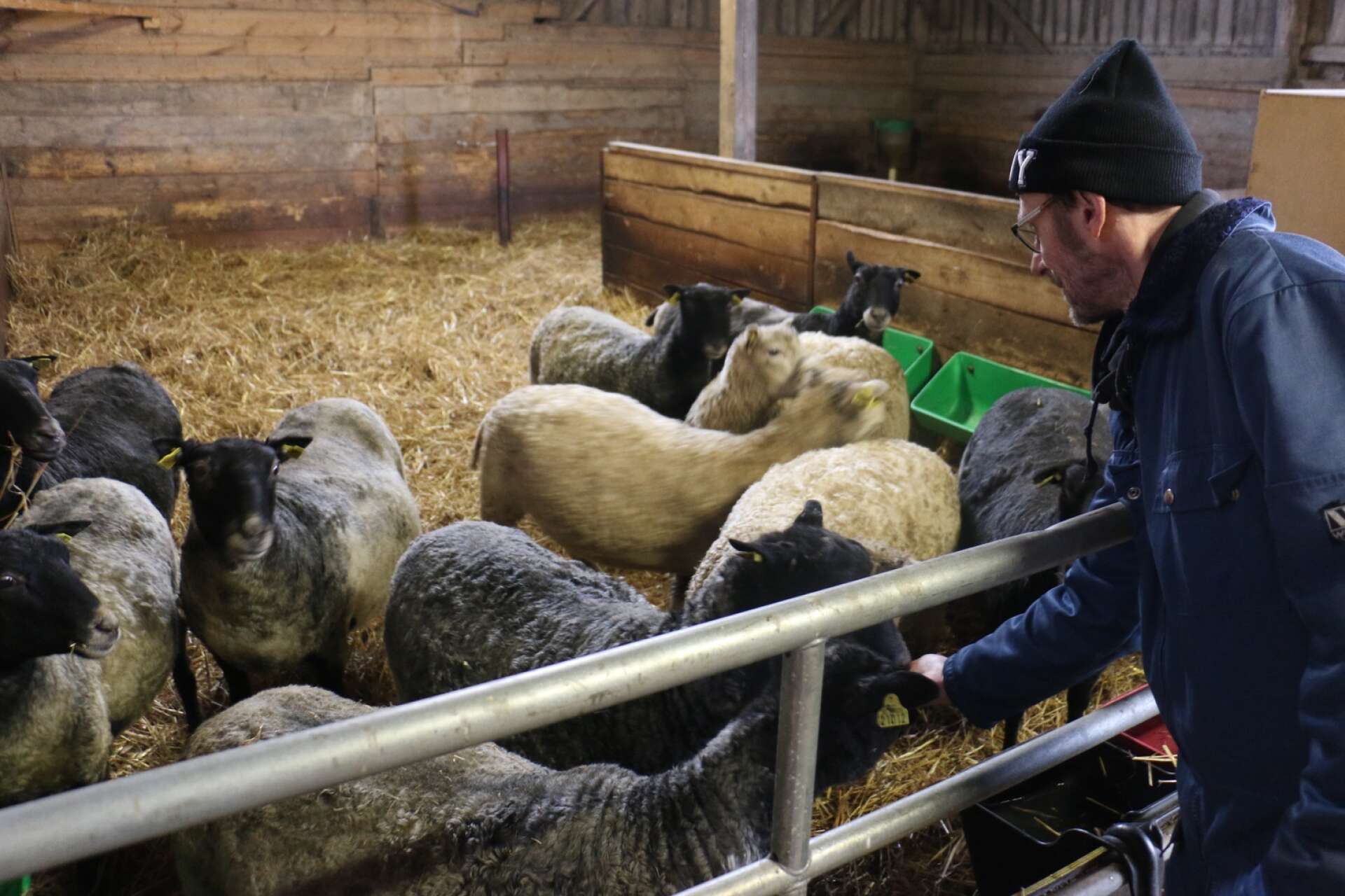På gården finns får och andra djur att sköta.