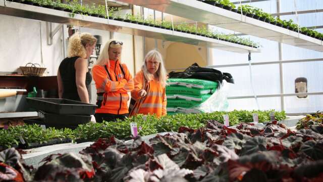 I kommunens växthus pågår förberedelserna för fullt inför Säffles annalkande blomstertid. På bilden syns Katrin Bruce Holm, Erica Lindell och Lena Ekberg. 