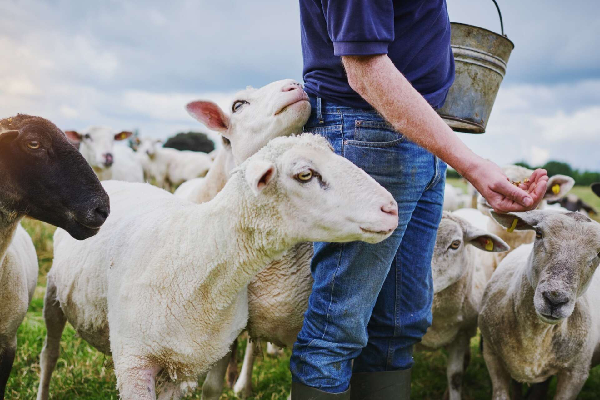 Under de senaste 5 åren har antalet jordbruksföretag med får förändrats ganska lite. Däremot har antalet djur per företag minskat, främst till följd av att de som har får har färre lamm. 

