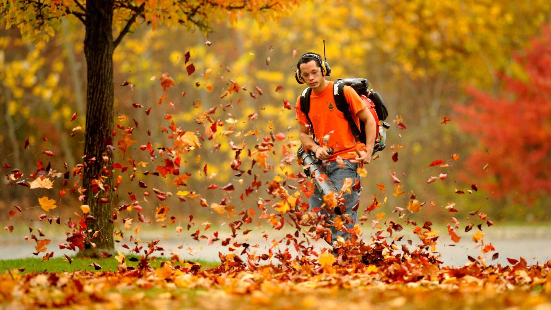 Lövräfsning anses av många som ett nödvändigt ont, att ta bort &quot;skräp&quot;. Men se löven som en tillgång i stället.