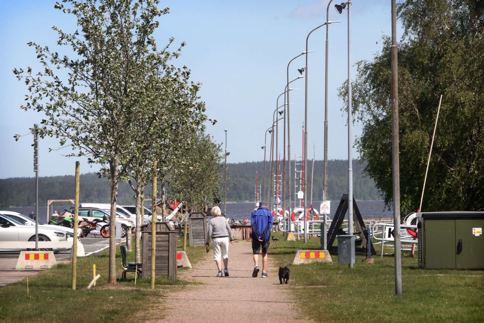 Kommunen har planterat oxel, rödek och ginnalalönn i hamnen.