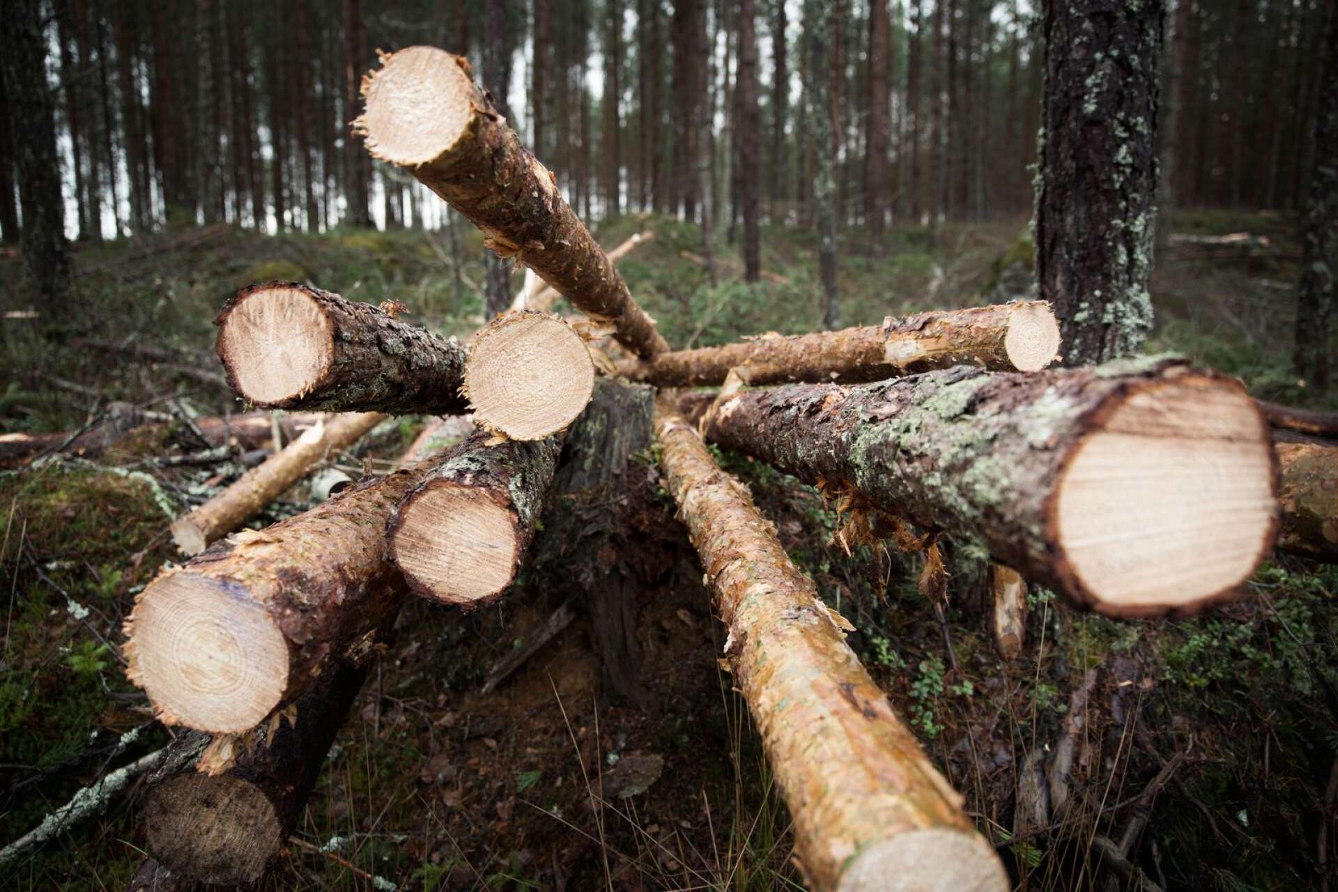 Skogsbruket väcker debatt, samtidigt som skogsråvaran är aktuell för alltifrån kartongtillverkning till biobränsle.