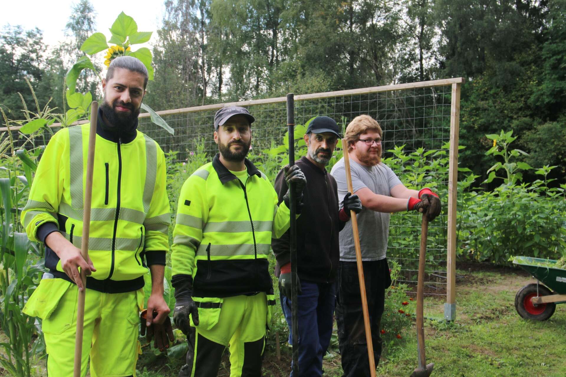 Mufleh Mifleh, Abdullah Saad, Hemid Alan och Martin Johansson är några av många som har arbetat med odlingen under våren och sommaren.