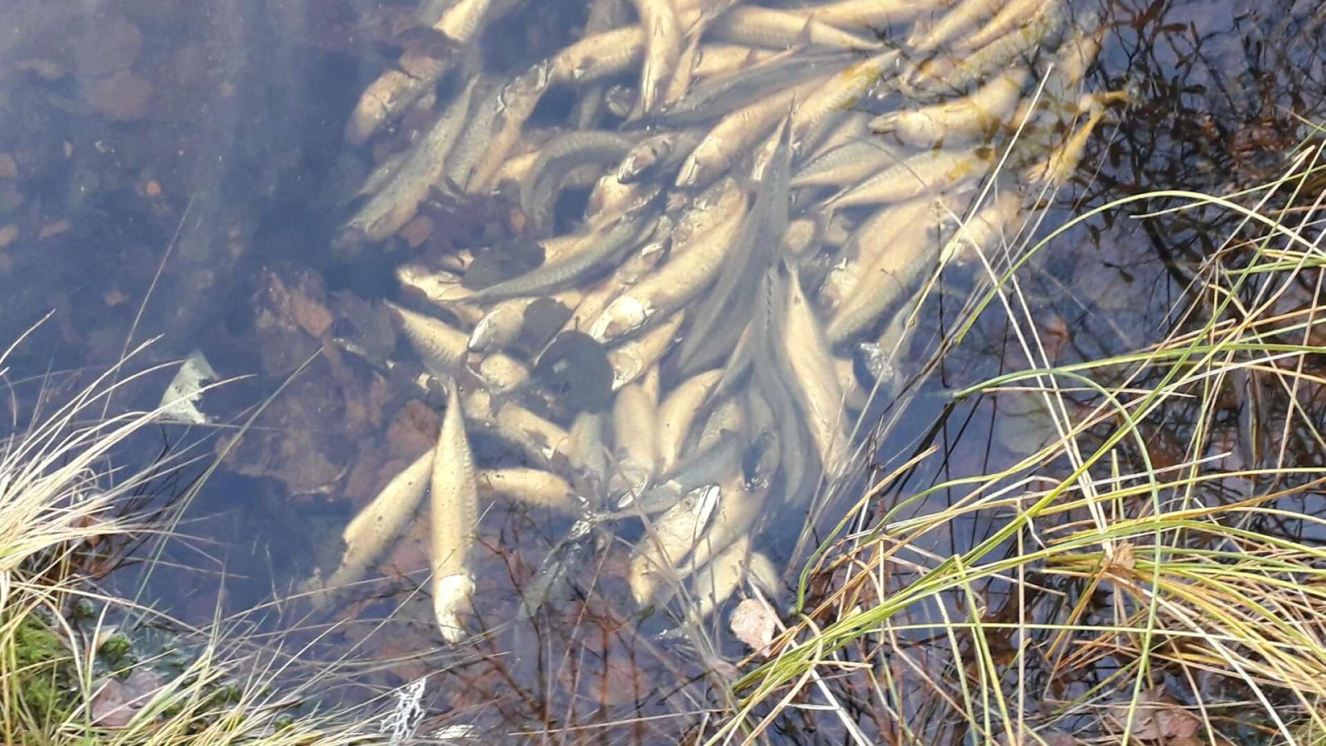 En stor mängd död makrill påträffades i sjön Långvattnet av en förbipasserande.