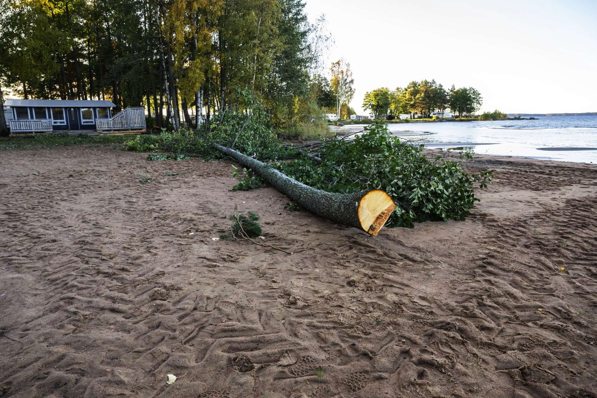 Träd har tagits ned. Någotning som man inte får göra inom strandskyddat område, enligt Peter Sörensen.