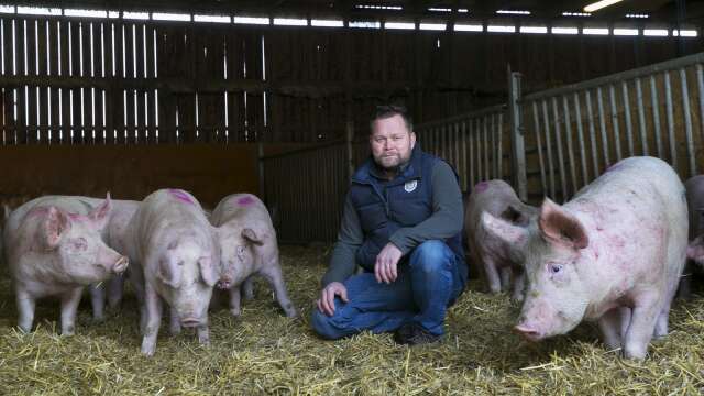 Peter Berg har ett par tusen grisar. 