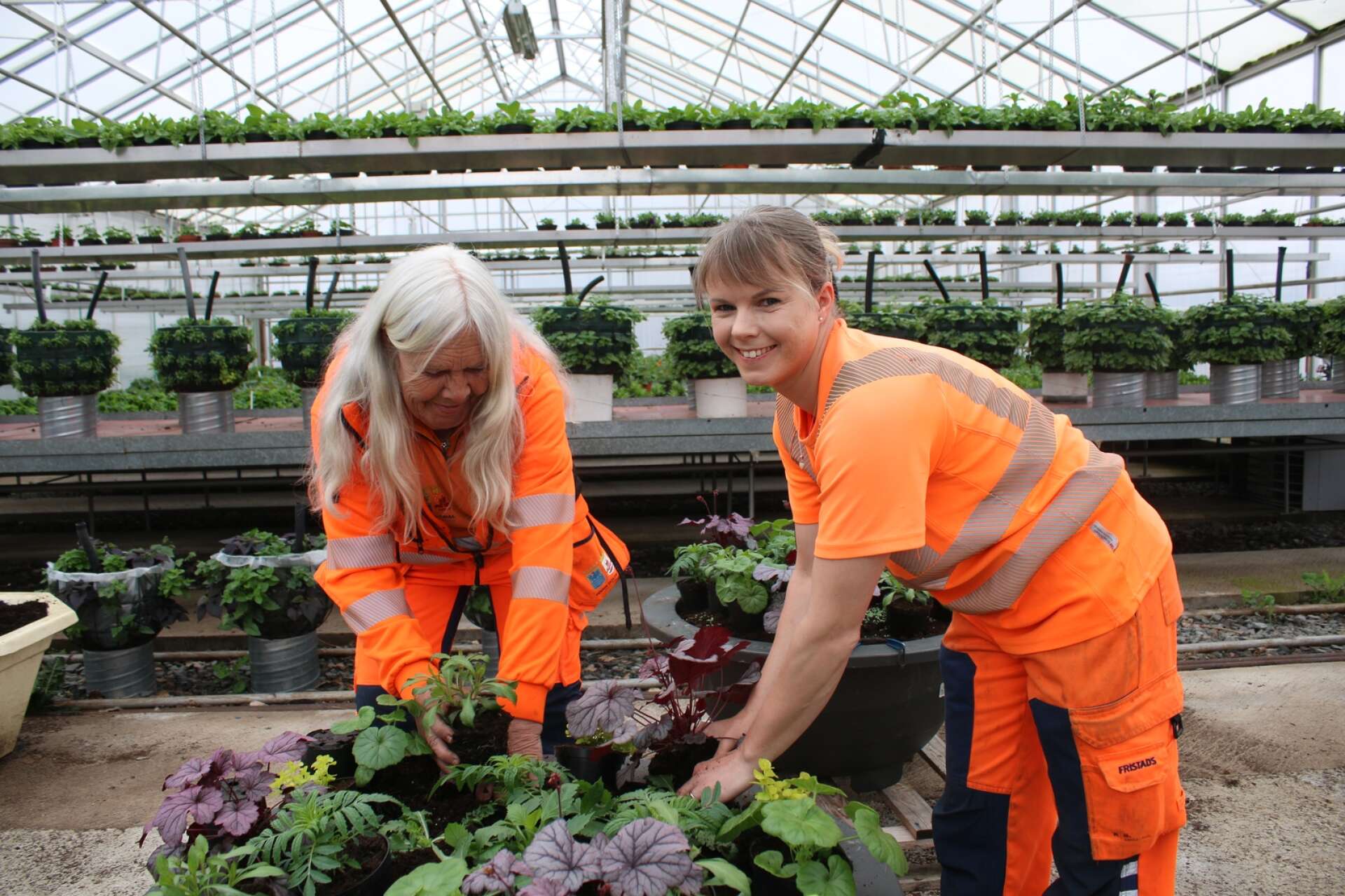 Lena Ekberg och Madelene Elgtberg har en del att göra i växthuset just nu.