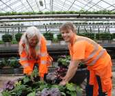 Lena Ekberg och Madelene Elgtberg har en del att göra i växthuset just nu.