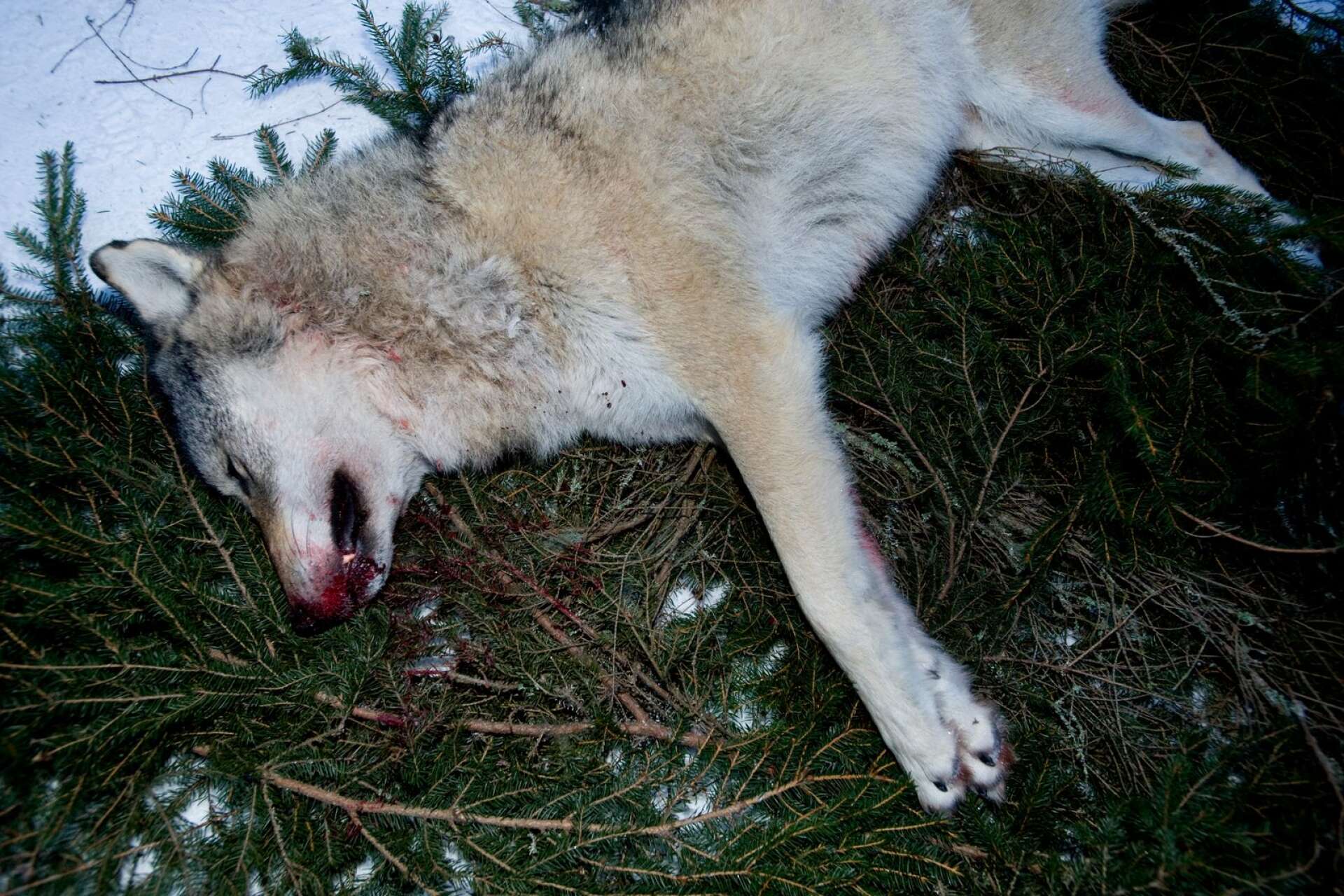 Enda skillnaden mellan denna jakthundsträning och tillståndsgiven jakt är den avslutande dödande kulan, skriver Ulf Stridsberg.