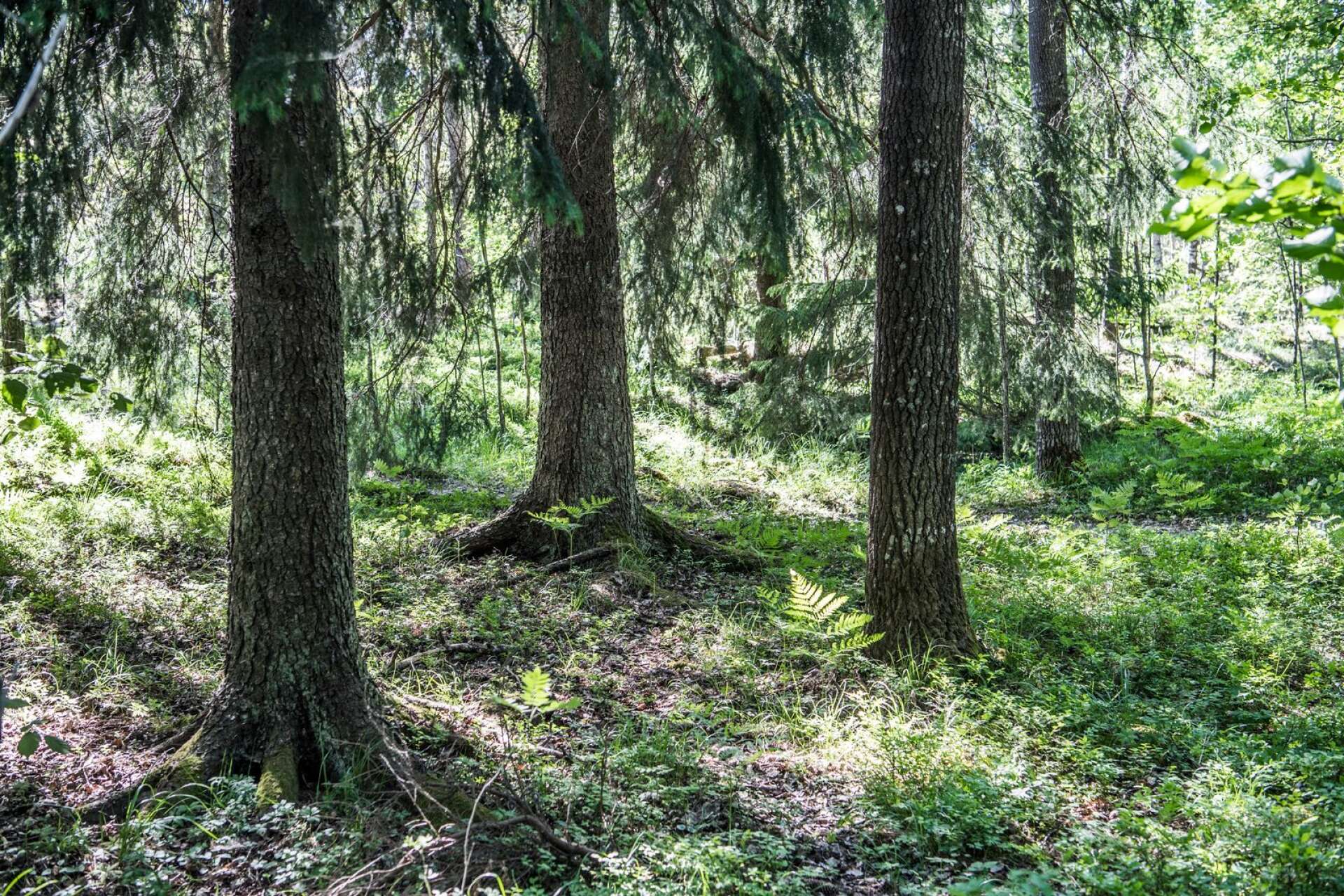 Vi kan inte ha ett system som i praktiken bestraffar den skogsägare som genom sitt skogsbruk har skapat höga naturvärden, skriver Karin Perers, Urban Larsson och Anders Bengtsson.