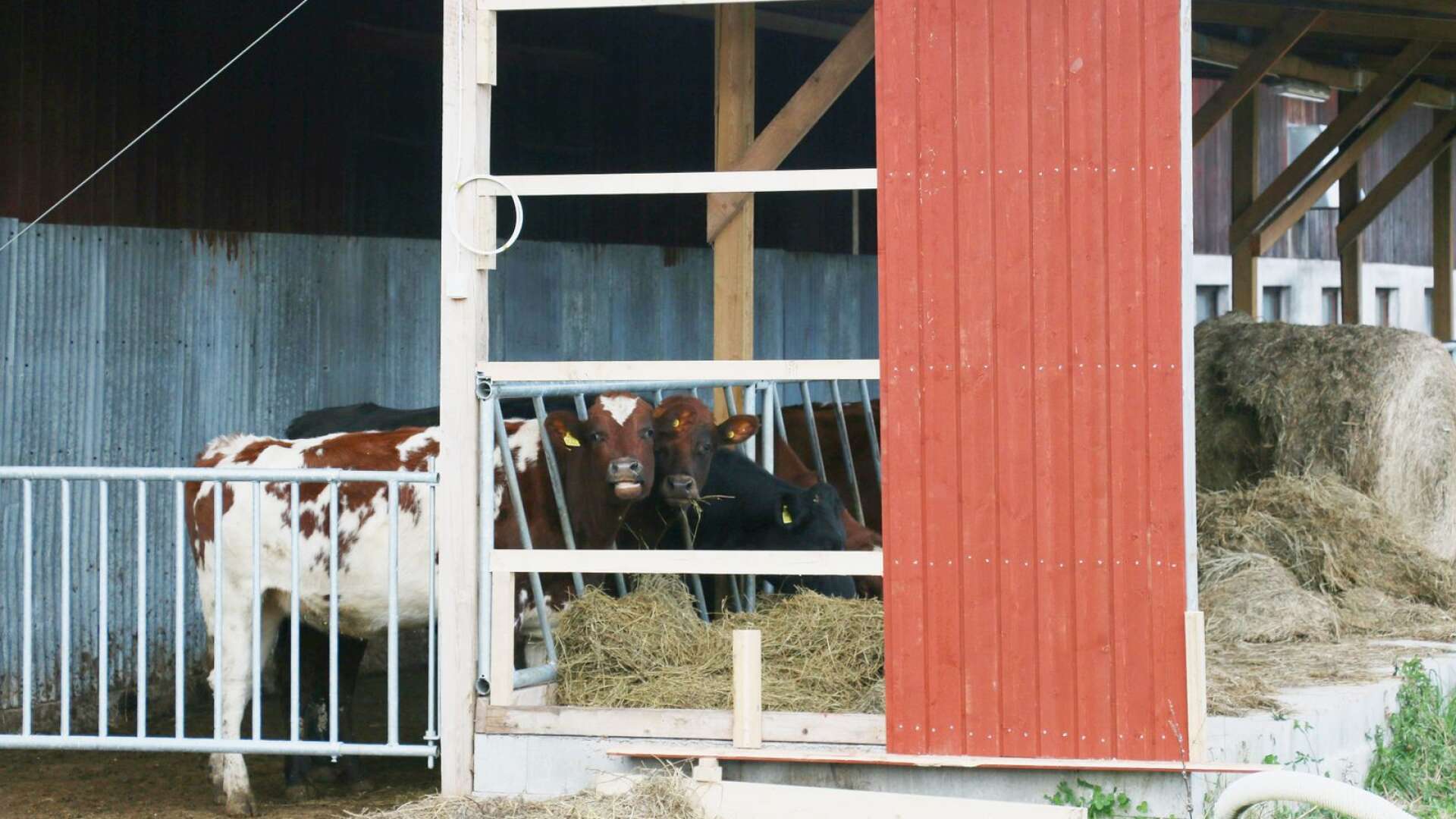 Livsmedelsproducerande djur är en av smittokällorna när det gäller antibiotikaresistenta bakterier.