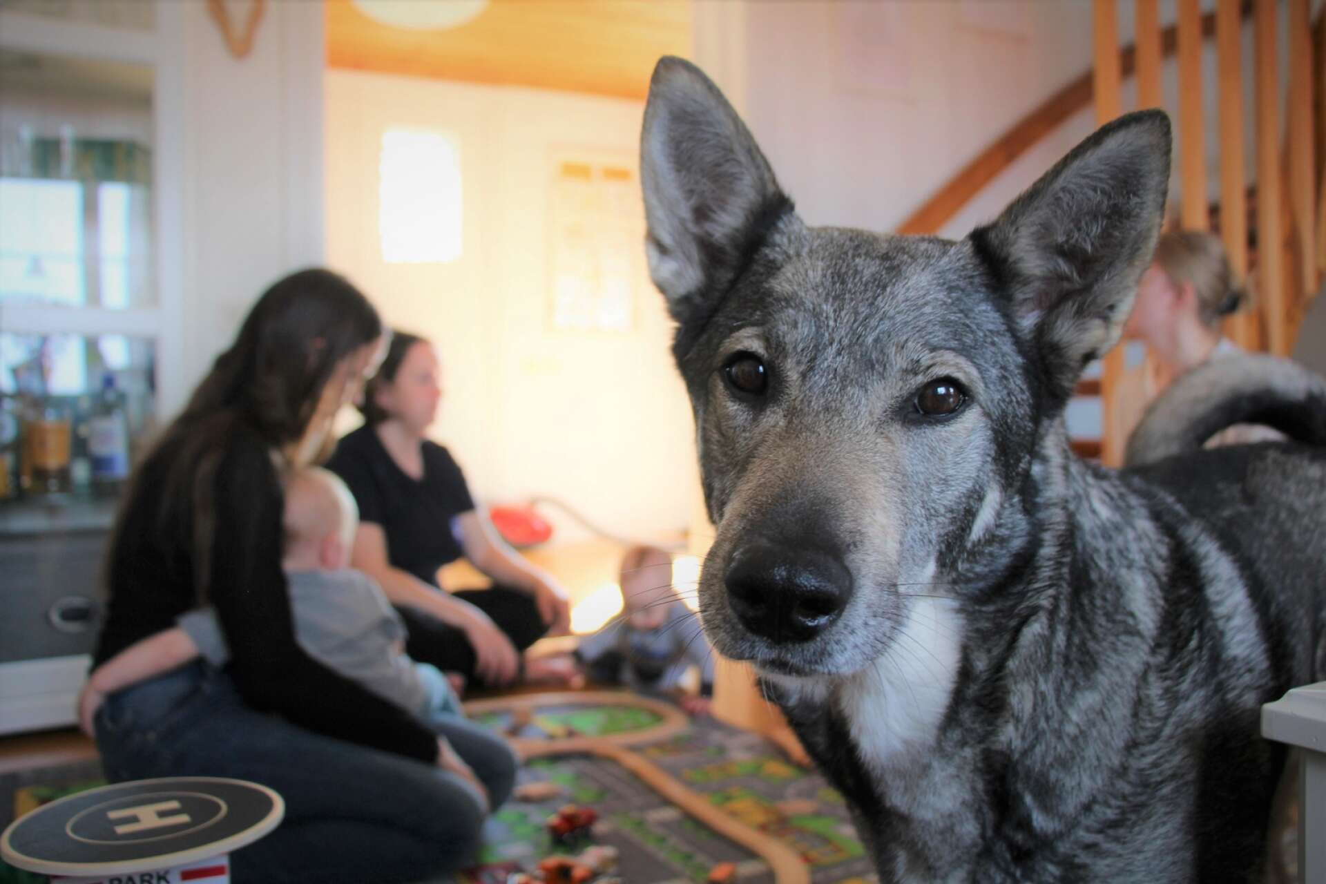 Hundarna Tilde och Alva följer uppmärksamt all aktivitet hemma hos familjen Axelsson Bondesson i Tidavad. Sedan drygt tio dagar tillbaka har de sällskap av en ukrainsk barnfamilj.