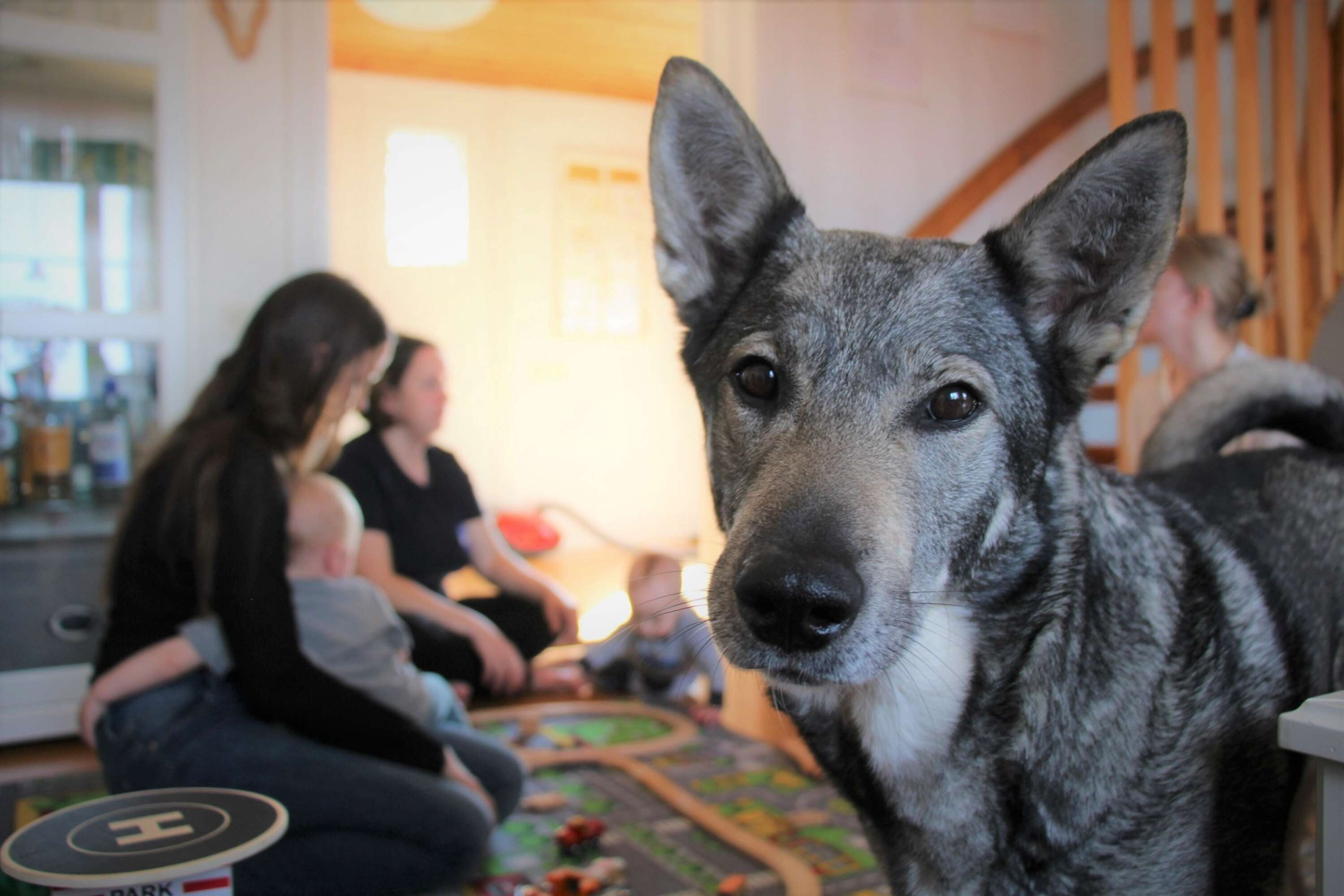 Hundarna Tilde och Alva följer uppmärksamt all aktivitet hemma hos familjen Axelsson Bondesson i Tidavad. Sedan drygt tio dagar tillbaka har de sällskap av en ukrainsk barnfamilj.
