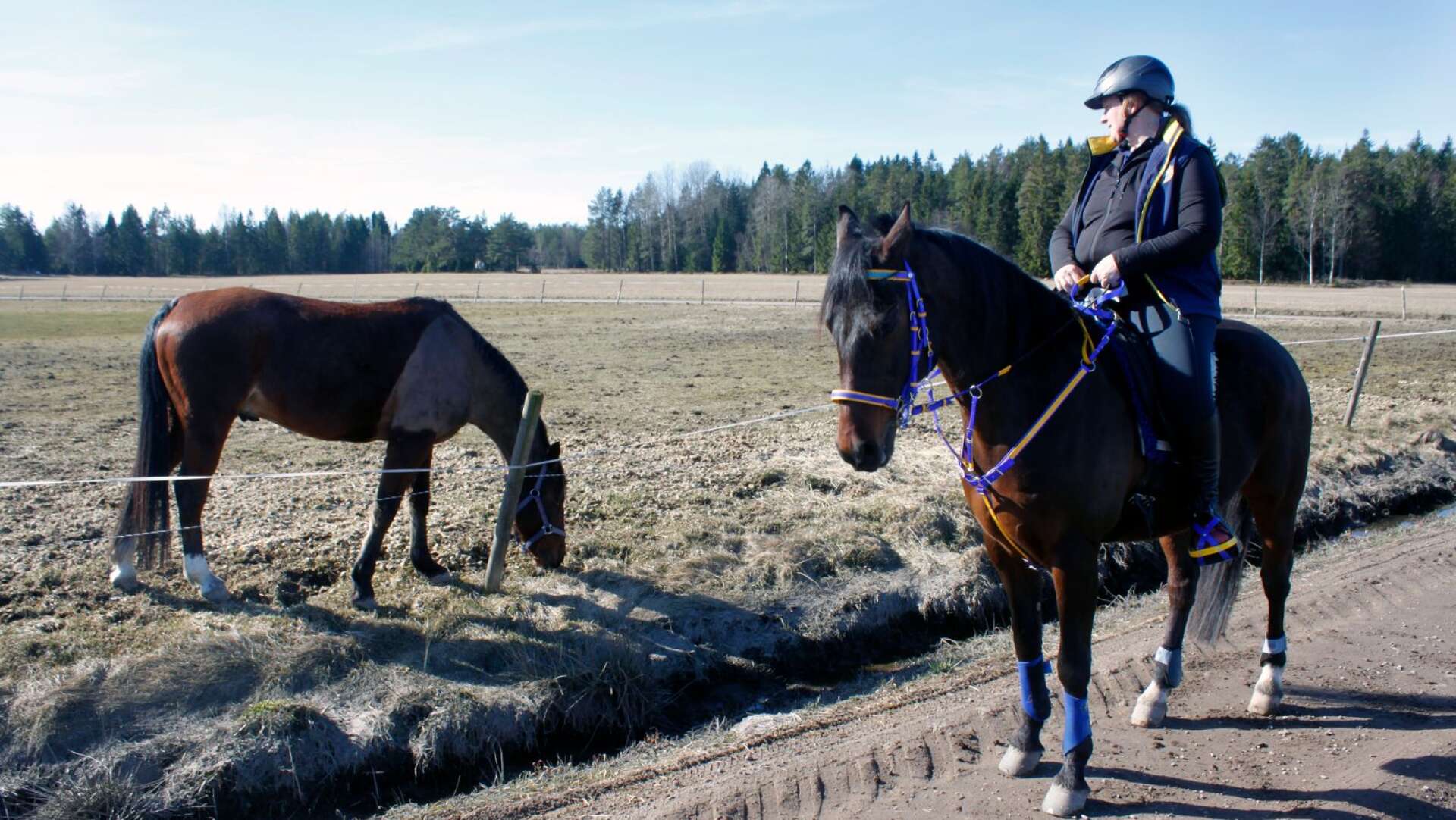 Prince och Min Pontijack är två av Lotta Falks tre hästar. Distansryttaren från Mårön i Ölme åker i början av april till Slovakien för att EM-kvala.