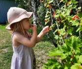 Julia, snart 2, passar på att mumsa i  sig av de röda vinbären hemma i trädgården i Södra Ny. Kristian Bergström har tagit bilden.