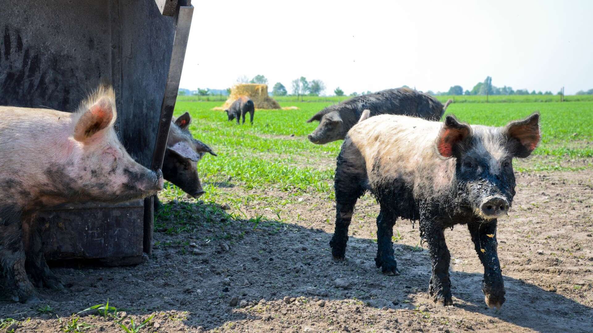 I ekologiskt jordbruk måste alla djur vara på bete på sommaren, även grisar och höns, skriver insändarskribenten.