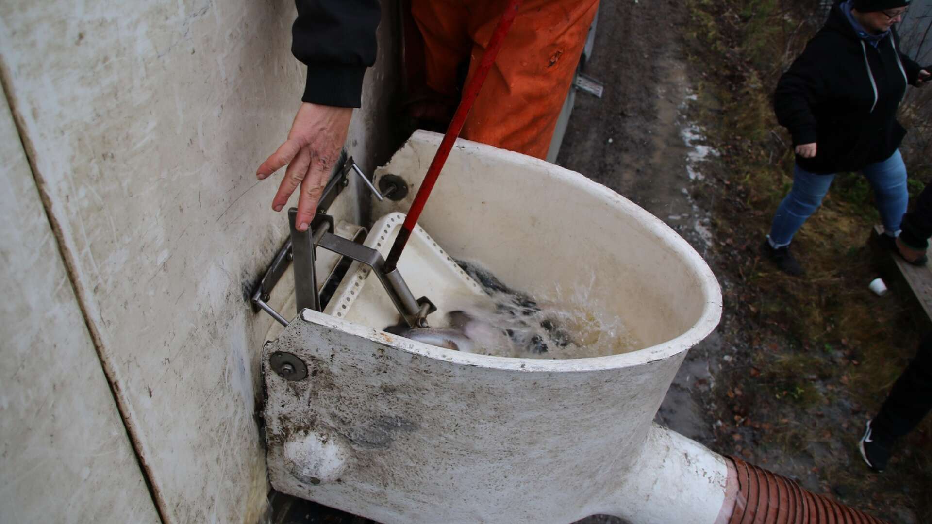 Isättning av fisk i Skribotjärn.