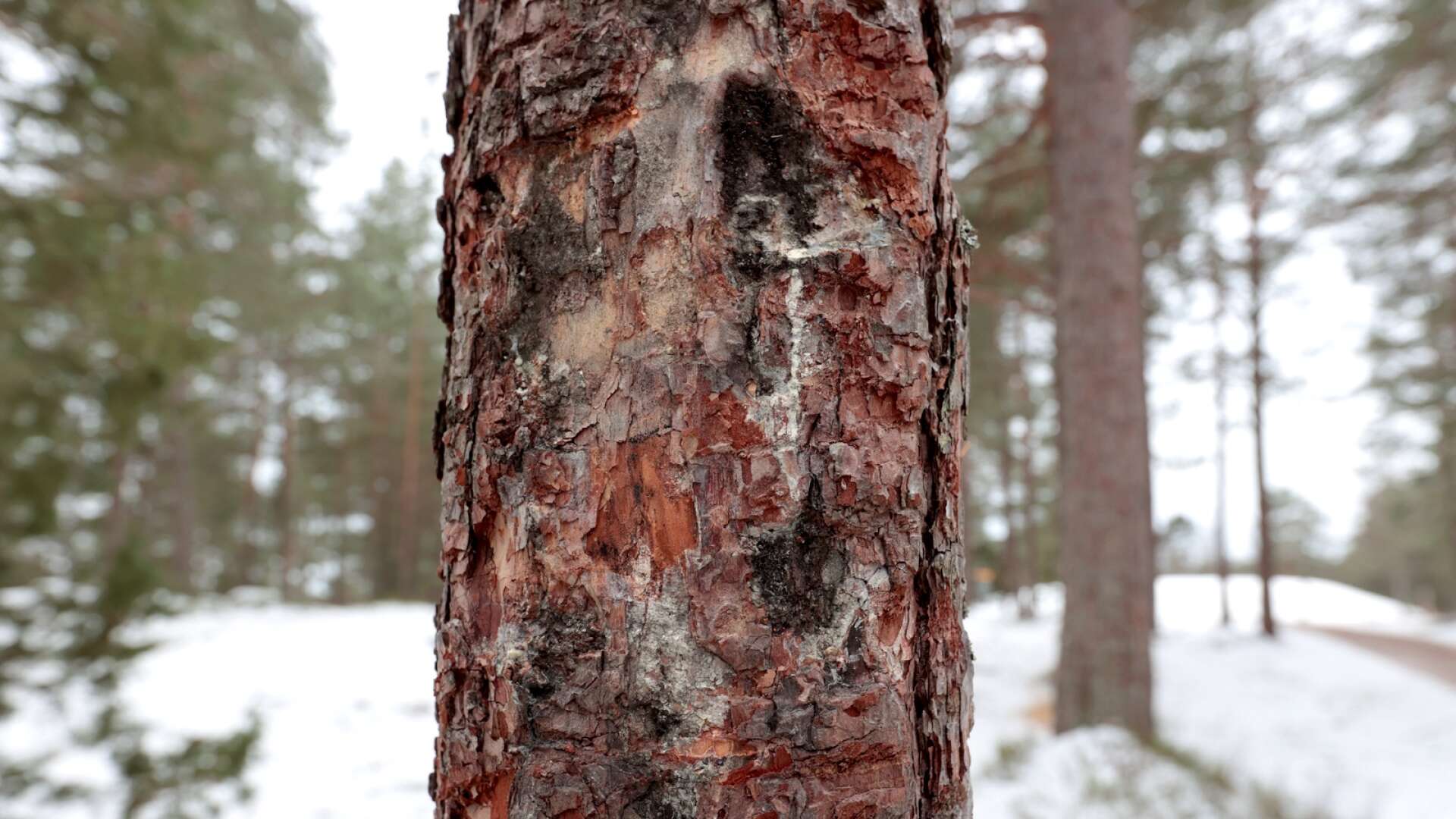 En ny rapport om träden på discgolfbanan visar hur många av dem som har skador.
