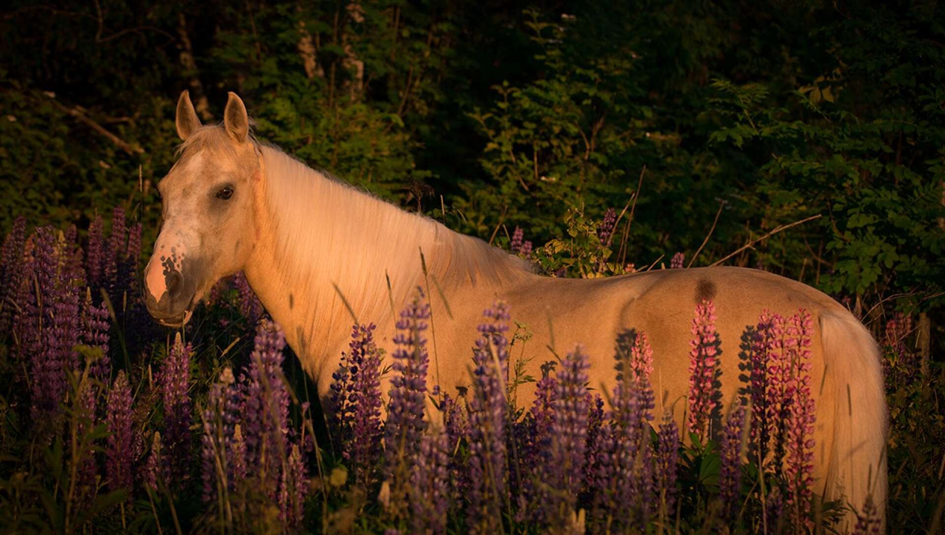 BestBreed Mustang Idahoo ute bland lupinerna en sen sommarkväll.
