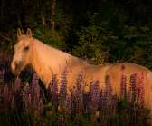 BestBreed Mustang Idahoo ute bland lupinerna en sen sommarkväll.